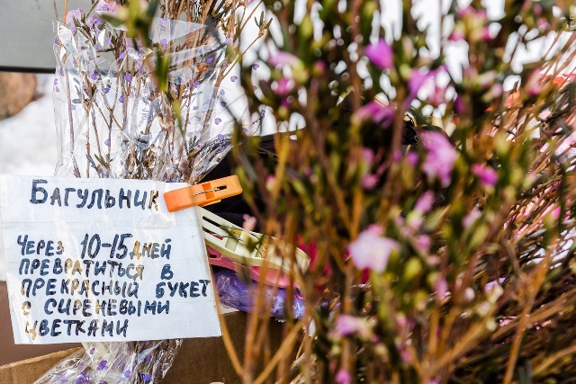 В Новосибирске к 8 марта начали продавать ветки алтайского багульника