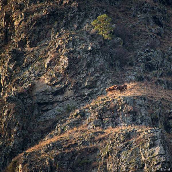 Фотограф Светлана Казина запечатлела "горных коров" на Алтае