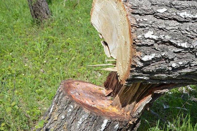 Очередной факт незаконной порубки деревьев расследуют полицейские Турочакского района