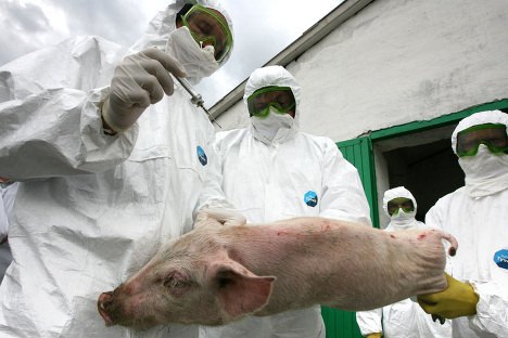 Свиньи в Крыму заболели африканской чумой