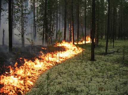 С 1 марта в России ужесточаются правила противопожарного режима в лесах