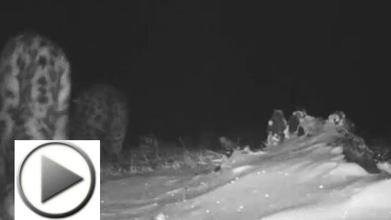 На Алтае фотоловушки зафиксировали сразу четырех снежных барсов: видео