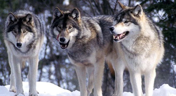 В Республике Алтай отмечается рост численности волков