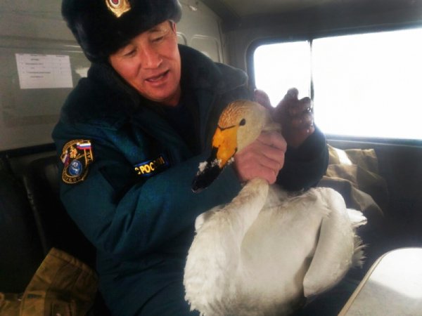 Пожарные в Республике Алтай спасли замерзающего лебедя