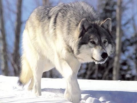 Объявлен конкурс на лучшего охотника-волчатника и бригаду Республики Алтай
