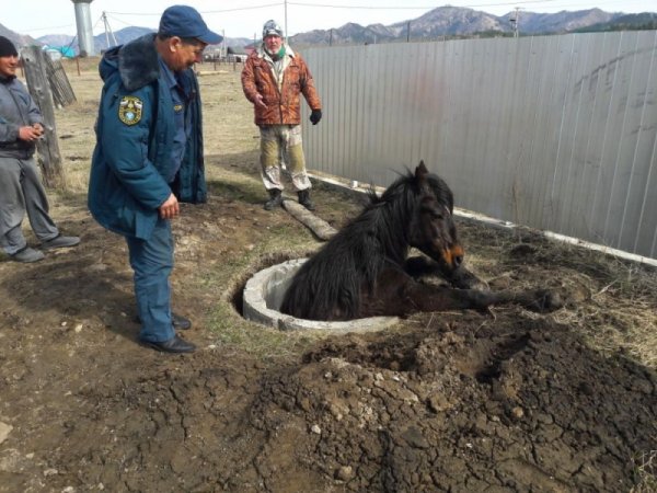 На Алтае сотрудники МЧС спасли лошадь и собаку