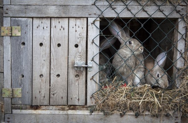 В Усть-Канском районе полицейские раскрыли кражу кроликов у местного жителя