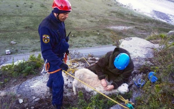 Спасатели выручили коз из горного плена