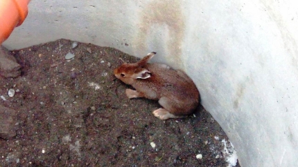 Сотрудник МЧС Республики Алтай и его сын спасли зайца из колодца. Видео.