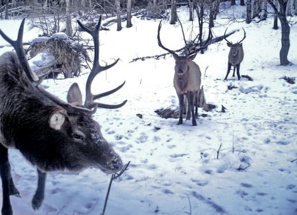 Зимние маршрутные учеты проходят в Алтайском заповеднике