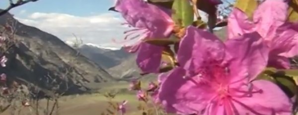 В Чемальском районе прошел "Праздник цветения маральника"