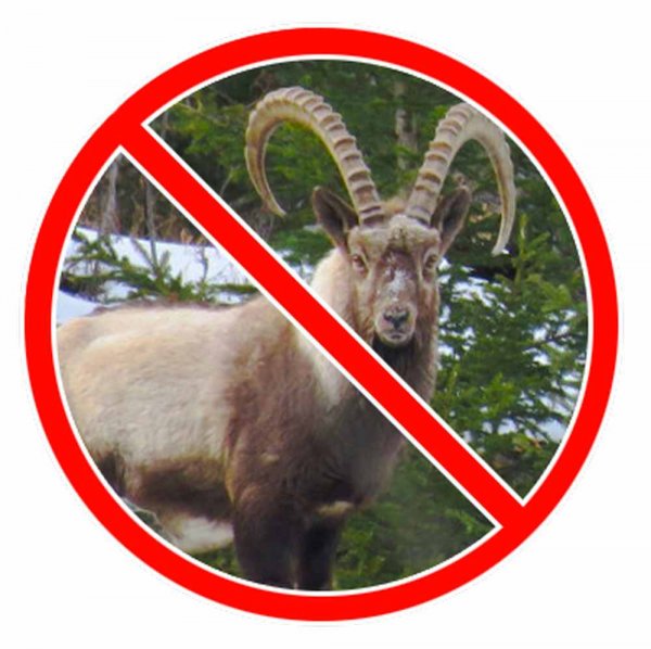 Охота на территории Сайлюгемского национального парка запрещена