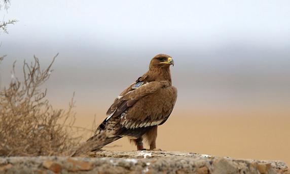 Орел Шойгу добрался до Судана, а орел-транжира остался зимовать в Йемене