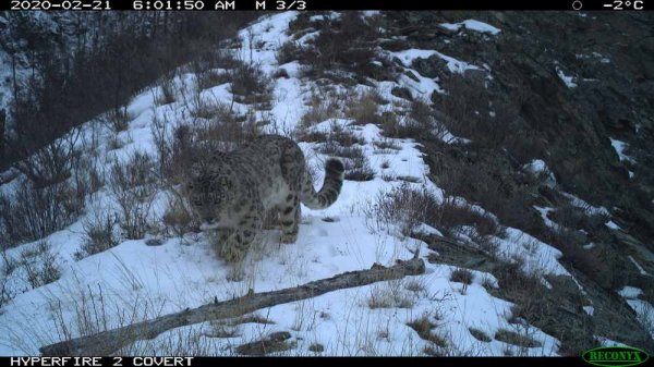 В национальном парке «Сайлюгемский» стартовала вторая экспедиция по мониторингу снежного барса