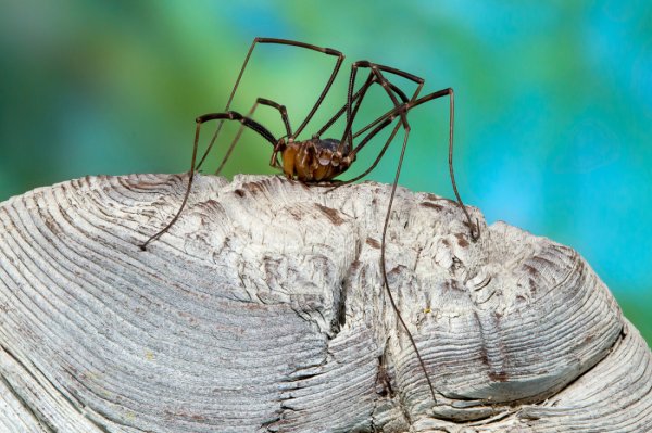 Редкий вид паукообразных обнаружили в Катунском заповеднике