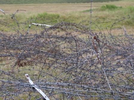 В Республике Алтай на границе с Монголией при поддержке WWF России демонтировали колючую проволоку для свободной миграции диких животных