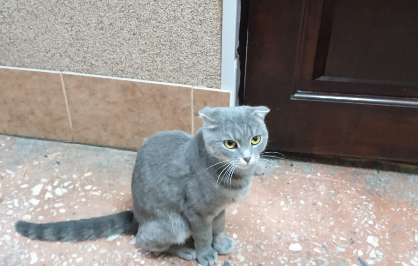 Один из избирательных участков в Горно-Алтайске охраняет кот Барсик