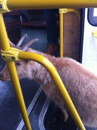 В Майме козел прокатился на автобусе