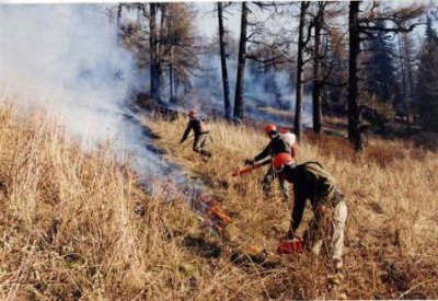 Четыре лесных пожара тушат в Республике Алтай