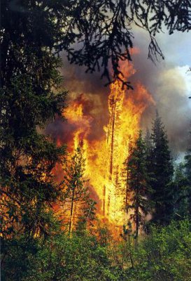 «Лесной спецназ» из Республики Алтай тушит пожары в Иркутской области