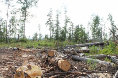 Эксперты центрального штаба ОНФ посетили места вырубки леса в Турочакском районе