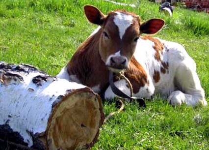 Правительство может ввести лимит на содержание скота россиянами