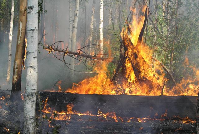 В горах Алтая возобновились лесные пожары