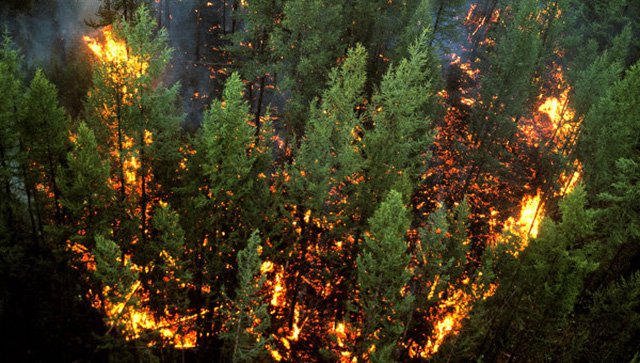 В ближайших к Республике Алтай регионах горит тайга