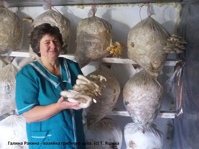 Цех по выращиванию грибов открыли в Усть-Коксе