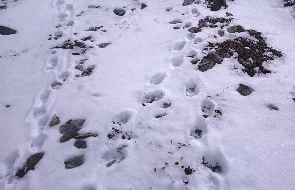 В Республике Алтай на хребте Чихачева найден новый очаг обитания снежного барса