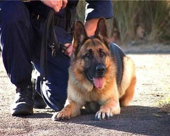 Служебно-розыскная собака помогла полицейским Горно-Алтайска раскрыть кражу по горячим следам