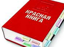 В Год экологии выйдет третье издание Красной книги Республики Алтай (том Растения)