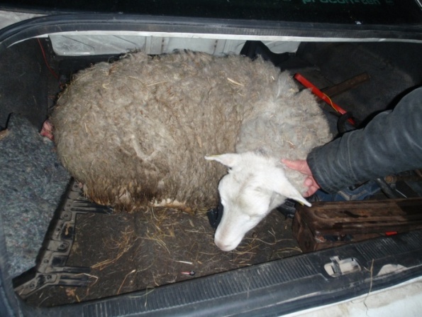 На Алтае полицейские установили личность злоумышленника, похитившего овцу