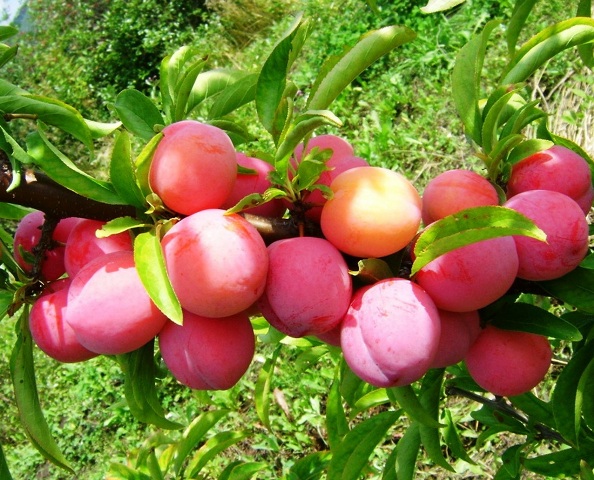 Переработку плодово-ягодных культур планируют организовать в Горном Алтае