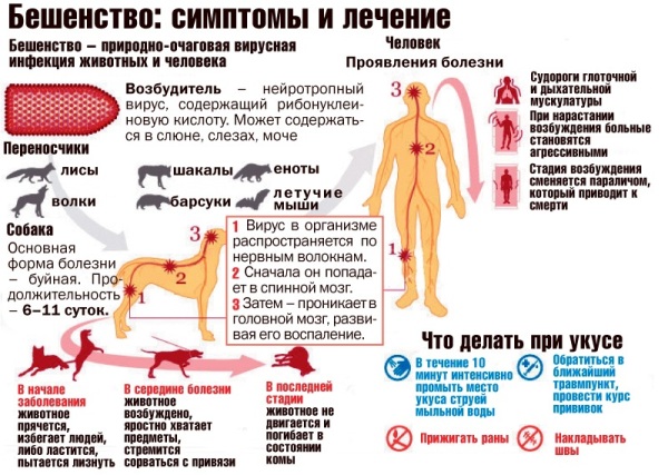 За две недели февраля на территории города и Майминского района зарегистрировано 2 случая бешенства у животных
