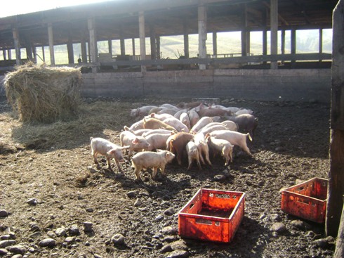 Африканская чума свиней пришла в Сибирь