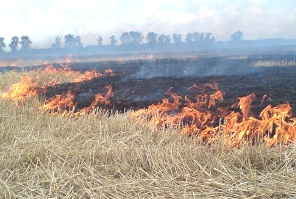 МЧС напоминает: сжигание сухой травы приводит к беде