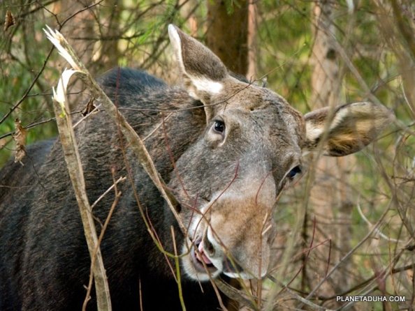 Запрещена любительская и спортивная охота на лося в Республике Алтай