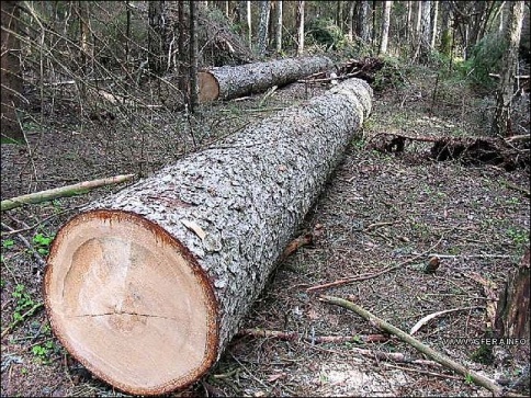 Полицейскими Чойского района ведется разбирательство по факту незаконной рубки леса