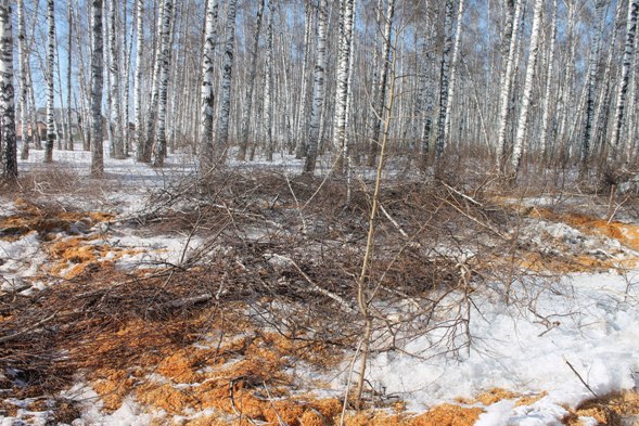 Прокуратура подтвердила мнение экспертов ОНФ в Республике Алтай о незаконности вырубок в Березовой роще