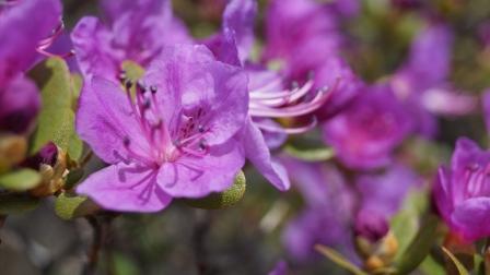 Большой праздник пройдет в Онгудайском районе в честь цветения маральника