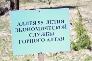 На Семинском перевале высажена Аллея 95-летия Экономической службы Горного Алтая