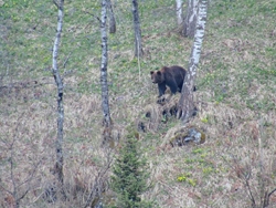 В Алтайском заповеднике туристы сняли на видео медведицу с медвежатами