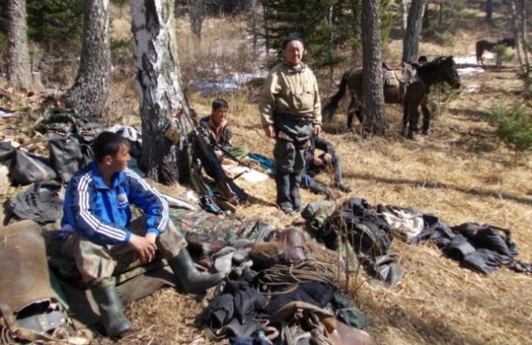 В Республике Алтай по инициативе WWF возродят межведомственную антибраконьерскую бригаду