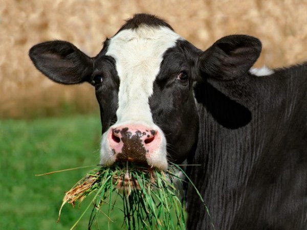 Жительница Чойского района, решившая купить корову по объявлению в сети Интернет, стала жертвой мошенника