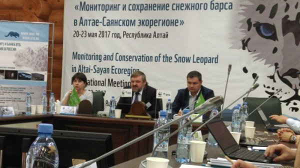 На международном совещании представили новую методику учета снежного барса