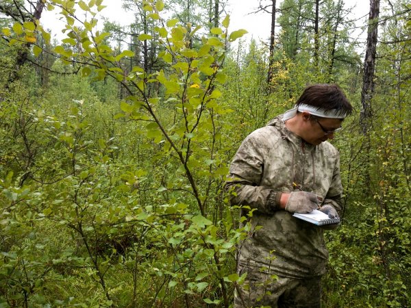 WWF: в Чойском лесничестве апробируют нормативы по выделению особо ценных участков леса