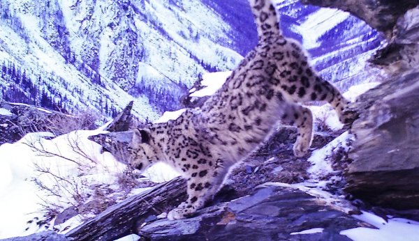 Алтайские охотники обнаружили новые очаги обитания снежного барса