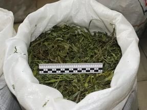 Полицейские Республики Алтай изъяли у жителей региона более шестисот граммов марихуаны