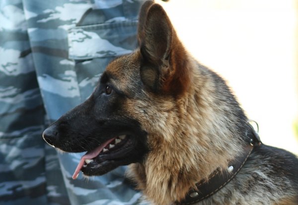 Служебно-розыскная собака помогла задержать подозреваемого в совершении грабежа